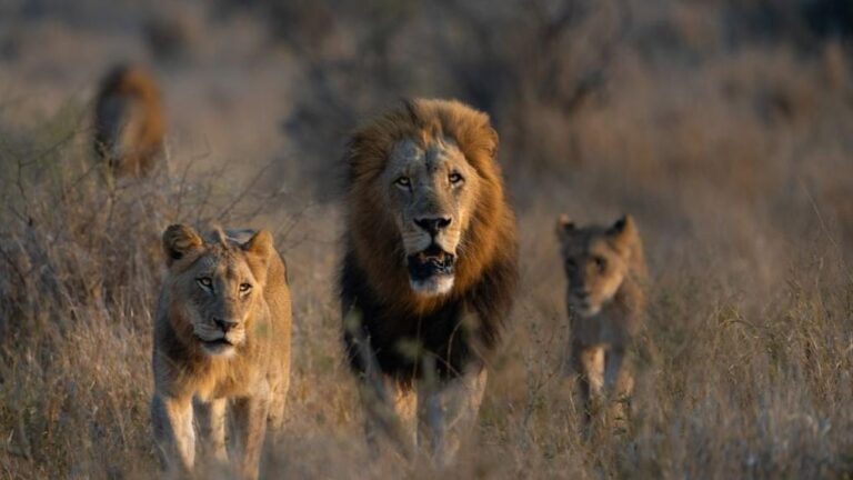 Afrique_du_Sud___Six_lions_tuent_et_d_vorent_trois_braconniers_venus_chasser_des_rhinoc_ros_dans_une_r_serve_priv_e