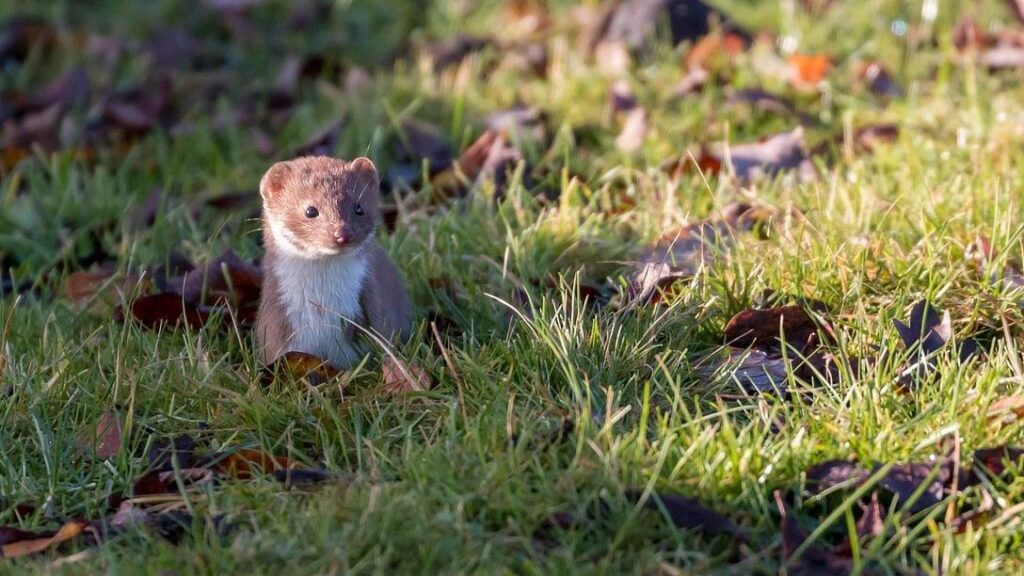 Mustela_mopbie___une_belette_au_corps_unique_capable_de_se_faufiler_dans_des_fissures_inaccessibles_aux_autres_carnivores