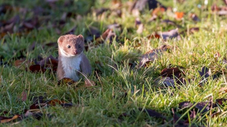 Mustela_mopbie___une_belette_au_corps_unique_capable_de_se_faufiler_dans_des_fissures_inaccessibles_aux_autres_carnivores