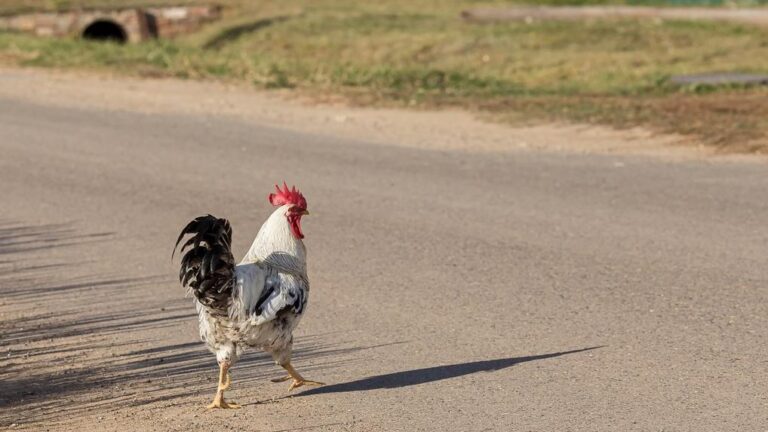 Roannais___Une_religieuse_canadienne_percut_e_apr_s_un_freinage_d_rsquo_urgence_pour__viter_une_poule_sur_la_RD70