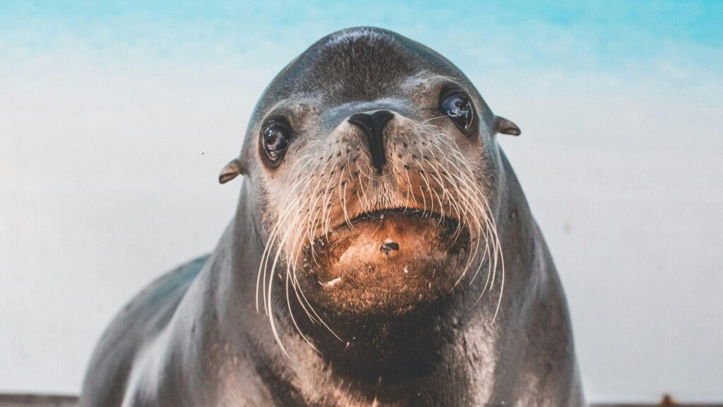 Seal_finger___cette_bact_rie_rare_transmise_par_les_phoques_peut_d_truire_vos_articulations_en_quelques_heures Seal_finger___cette_bact_rie_rare_transmise_par_les_phoques_peut_d_truire_vos_articulations_en_quelques_heures