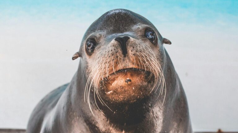 Seal_finger___cette_bact_rie_rare_transmise_par_les_phoques_peut_d_truire_vos_articulations_en_quelques_heures
