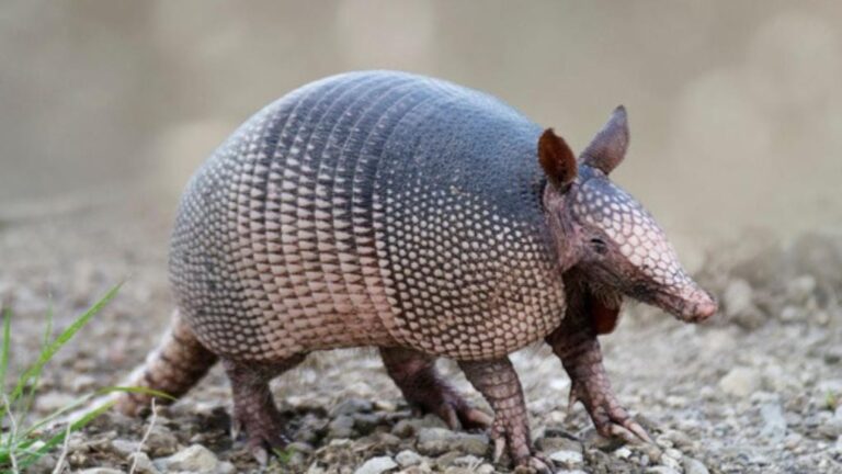 Texas___Il_tire_sur_un_tatou__la_balle_ricoche_sur_sa_carapace_et_le_blesse_au_visage